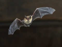 Сарьсан багваахайн тухай мэдэх үү 