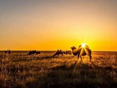 Тэмээ унасан нар...