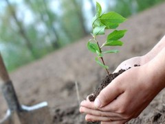 Задгай хөрсөнд модыг хэрхэн тарих вэ 