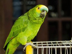 Хэл мэддэг шувуу