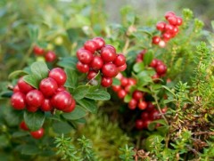 Нар, хурын шим болсон намрын амт жимс жимсгэнэ