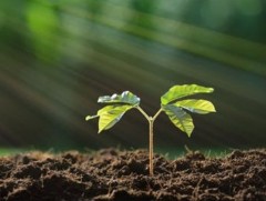 Нэг үр эх дэлхийн ундарга 