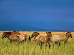 Тахийн талын говийн их дархан цаазат газрын Б хэсгийн хамгаалалтын захиргааг хэвээр үлдээнэ