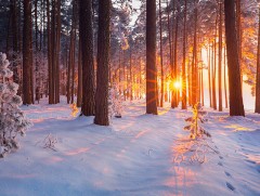 Ойн зулзаган модонд тохиолдсон явдал
