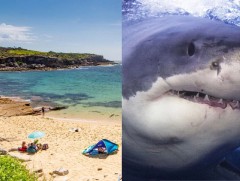 Сиднейд акул хүн рүү дайрч, аминд нь хүрчээ