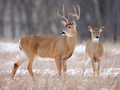 Цагаан сүүлт буга омикрон хувилбараар халдварласан анхны зэрлэг амьтан боллоо