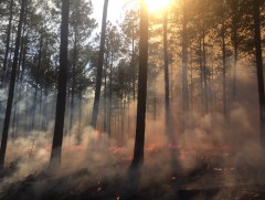 Парагвай улсад агаарын бохирдол дээд түвшинд хүрлээ