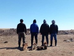 45 бод, 92 бог мал хулгайлсан хэргийг илрүүлж, мөрдөн шалгаж байна