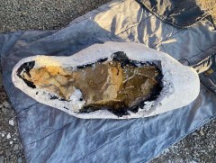 Динозаврын яс бусдад өндөр үнээр зарж борлуулах гэж байсныг таслан зогсоолоо