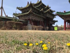 Богд хааны ордон музей Сайн дурын ажилтны хөтөлбөр зарлалаа