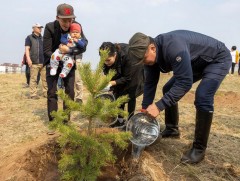Дархан-Уул аймаг “Тэрбум мод” үндэсний хөдөлгөөний хүрээнд 105 мянган мод тариад байна