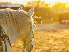Эцэг эх, асран хамгаалагч нарыг хүүхдэдээ тавих анхаарал хяналтаа сайжруулахыг зөвлөлөө