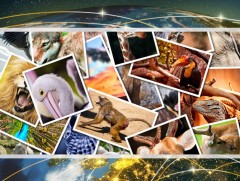 “Цэцэгсийн хөрөг” уран сайхны тэмдэглэл