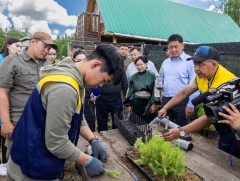 Монгол Улсын ойн сангийн 1 хүрэхгүй хувийг бүрдүүлдэг жодоо модыг бортогонд үржүүлж байна