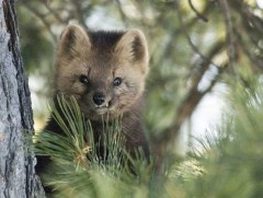 Булга хаана амьдардаг вэ