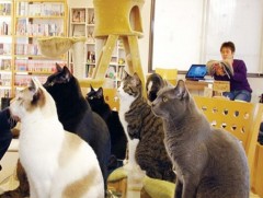 Муурны кафе