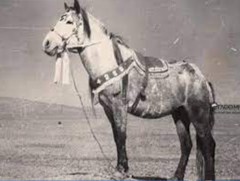 Сутай хайрханы оргилд гарсан бор морь