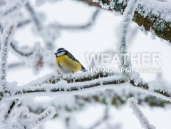 ЦАГ АГААР: Улаанбаатарт өдөртөө 19 хэм хүйтэн 