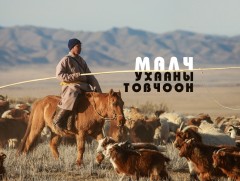 Алтайн их уулсын мал сүргийн онцлог