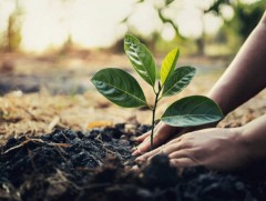 Өнгөрсөн онд 18 мянган иргэнийг ногоон ажлын байраар хангажээ 