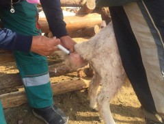 Бог малын мялзан өвчний тархалтыг бууруулахад малчдын хариуцлага чухал байна