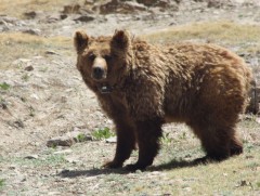 Мазаалай баавгайг хиймлээр үржүүлэх боломжгүй