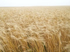 Тариалангийн талбайг хашаажуулах саналыг дэмжив