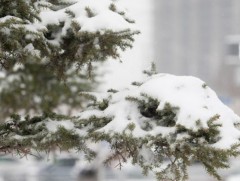 Маргаашаас ихэнх нутгаар бороо, нойтон цас орно