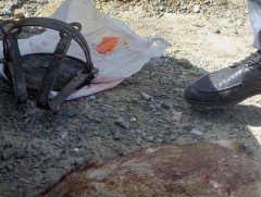 Богдхан уулын дархан цаазат газраас тарвага агнасан иргэнийг саатууллаа 