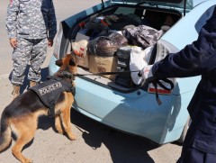 Агнасан тарвага Улаанбаатар хот руу нэвтрүүлэхийг завдсан үйлдлүүдийг илрүүлжээ 