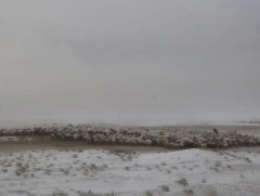 Малдаа яваад сураггүй болсон эмэгтэйг эсэн мэнд олжээ 