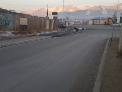 Нохой, муурын асрамжийн газрыг тодорхой байршлуудад нээнэ 