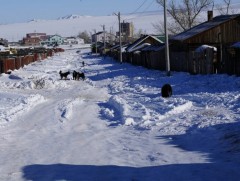 Аравдугаар сарын байдлаар 3300 гаруй хүн нохой, мууранд хазуулж, эмнэлгийн тусламж авчээ 