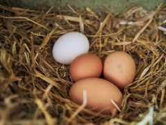 БНФУ тэжээвэр тахианы өндгийг хүнсэндээ хэрэглэхгүй байхыг зөвлөж байна