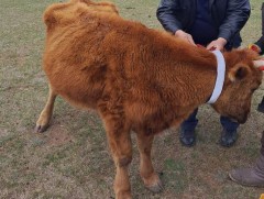 Малд гэрэлтдэг цацрагчтай хүзүүвч зүүх нь тээврийн хэрэгсэлд мөргүүлэхээс сэргийлнэ 