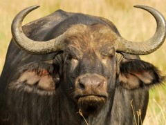 Зэрлэг үхрийн сүргийг хиймэл дагуулаас ажиглах системийг хөгжүүлж байна