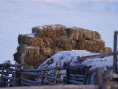 Хэнтий аймагт туулах сайтай автомашин, 20 тонн шатахуун болон 175 тонн тэжээл олгохоор боллоо