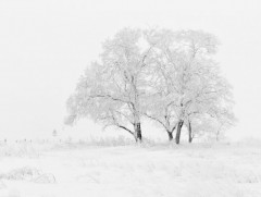 Ихэнх нутгаар хүйтний эрч эрс чангарна 