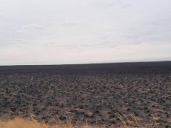 Шар өвсний түймрийн аюулаас сэрэмжлүүлж байна 