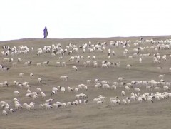 Малчид малдаа дур мэдэн тарилга, туулга хийснээр эмэнд тэсвэртэй шимэгч үржиж байна