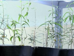 Үлэг гүрвэлтэй зэрэгцэн үүссэн модлог ургамлыг биотехнологийн аргаар ургуулж байна 