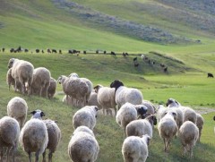 Архангай аймагт баталгаажсан үүлдэр, омгийн малд ангилалт хийж байна