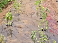 Өвөрхангай аймагт хүлэмжийн аж ахуй эрхлэгчдийн ур чадварын уралдаан боллоо