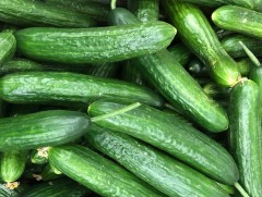 Шинэ ургацын ногоо худалдаанд гарчээ