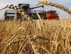 Ургац хураалтыг улсын хэмжээнд 20-25 хоногт багтаан дуусгахаар төлөвлөсөн байна 