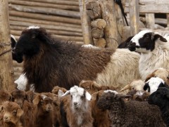 Малын индексжүүлсэн даатгалын тухай хуульд өөрчлөлт оруулахаар хэлэлцэж байна