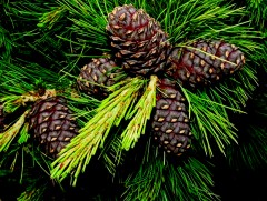 Хуш модыг гэмтээж самар бэлтгэх нь байгаль орчинд сөрөг нөлөөтэй