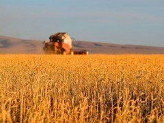 Энэ намар 1.2 сая тонн ургац хураахаар төлөвлөжээ