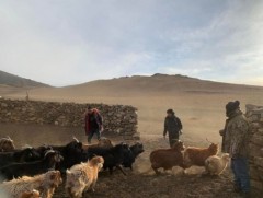 Мал, тэжээвэр амьтдын тооллого эхэллээ