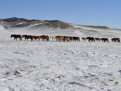 Нийт нутгийн 30 гаруй хувьд цастай байна